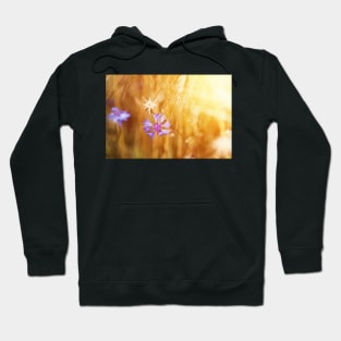 Cornflower on the field of mature grain against bright sun beam Hoodie